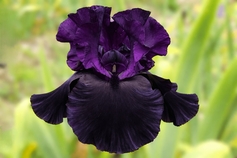 BLACK / PURPLE IRISES