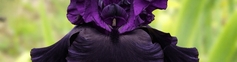 SHOP BLACK / PURPLE IRISES