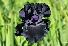 Black Suited