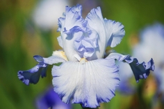  BLUE IRISES