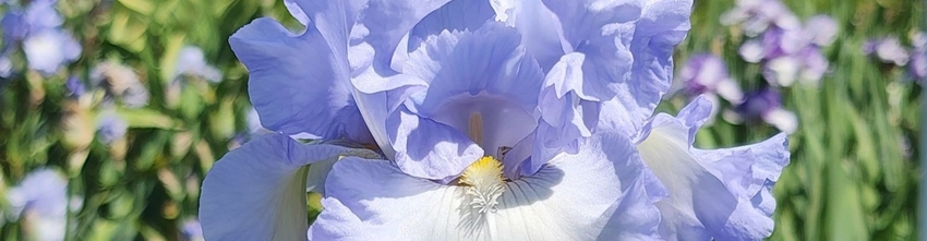 SHOP BLUE IRISES