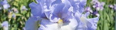 SHOP BLUE IRISES