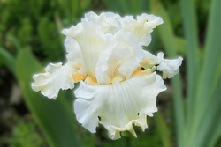 Boston Cream Boston Cream