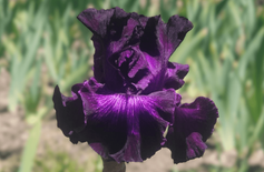 Bubble Bubble Bubble Bubble