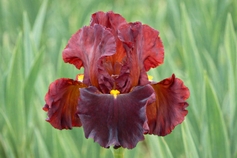 BURGUNDY / RED IRISES