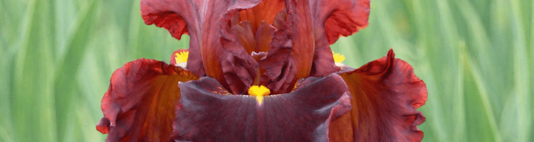 SHOP BURGUNDY / RED IRISES