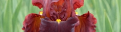 SHOP BURGUNDY / RED IRISES