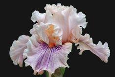 Center Line Center Line