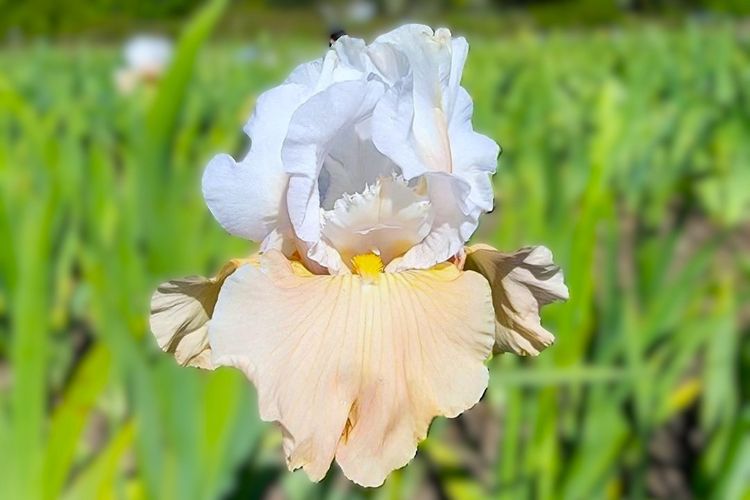 Champagne Elegance(Rebloomer)