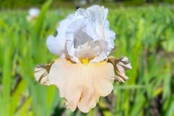 Champagne Elegance(Rebloomer)