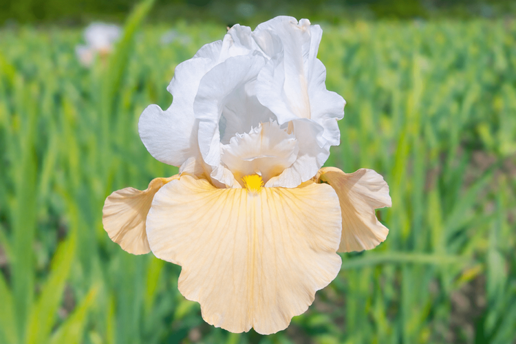 Champagne Elegance(Rebloomer)