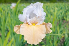 Champagne Elegance(Rebloomer) Champagne Elegance(Rebloomer)