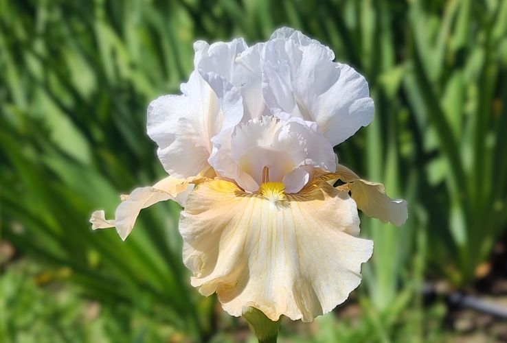 Champagne Elegance - Reblooming Iris
