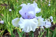 Chinook Winds Chinook Winds