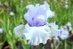 Chinook Winds Chinook Winds