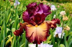 Cinque Terre Cinque Terre