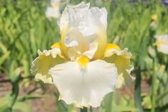 Cloud Dweller Cloud Dweller