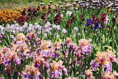COMPLETE IRIS CATALOG 