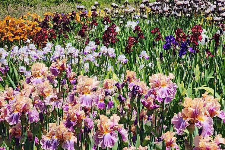 COMPLETE IRIS CATALOG 