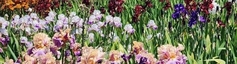 SHOP OUR COMPLETE IRIS CATALOG 