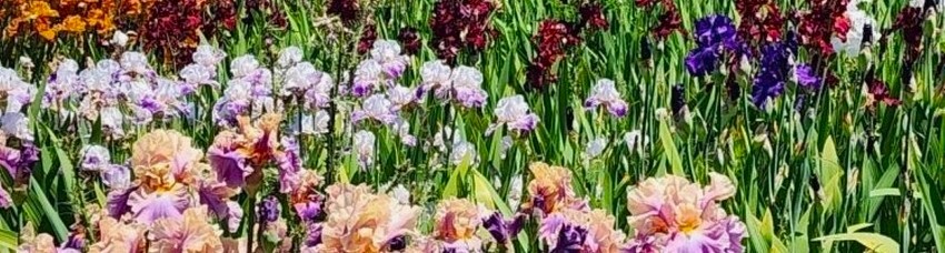 SHOP OUR COMPLETE IRIS CATALOG 