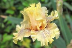 Cotillion Gown Cotillion Gown