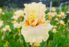 Cotillion Gown - Occasional Rebloom