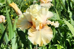 Cotillion Gown - Occasional Rebloom