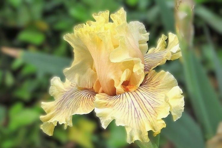 Cotillion Gown - Occasional Rebloom