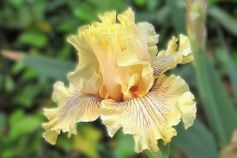 Cotillion Gown - Occasional Rebloom Cotillion Gown - Occasional Rebloom