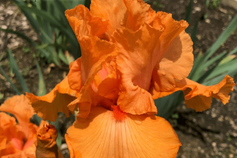 Coup De Soleil Coup De Soleil