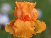 Coup De Soleil Coup De Soleil