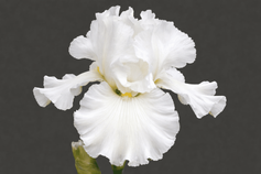 Cozy Cotton - Reblooming Iris Cozy Cotton - Reblooming Iris