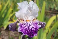 Crows Feet Crows Feet