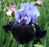 Dangerous Mood Dangerous Mood