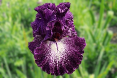 Dark Drama Dark Drama