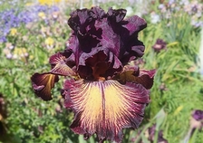 Drama Queen - Occasional Rebloomer