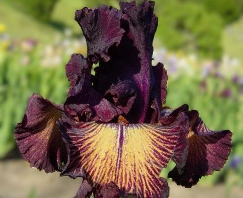 Drama Queen - Occasional Rebloomer