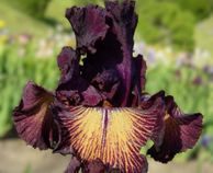 Drama Queen - Occasional Rebloomer Drama Queen - Occasional Rebloomer