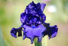 Dusky Challenger Dusky Challenger