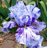 Elainealope - Reblooming Iris Elainealope - Reblooming Iris