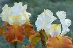 Fall Fiesta Fall Fiesta