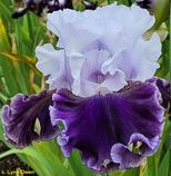 Feel The Thunder Feel The Thunder