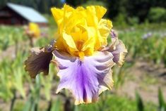 Gambling Man Gambling Man