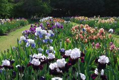 Gift Certificate - $100.