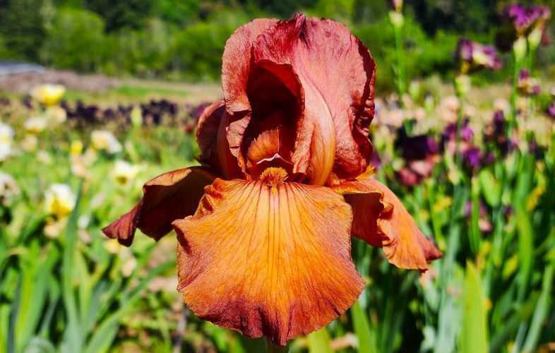Gingersnap - Reblooming Iris