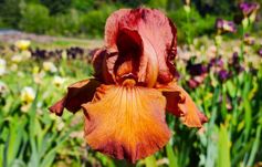 Gingersnap - Reblooming Iris Gingersnap - Reblooming Iris