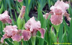 Go Chloe (IB) Go Chloe (IB)