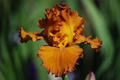 Golden Panther Golden Panther