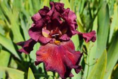 Grateful Red Grateful Red